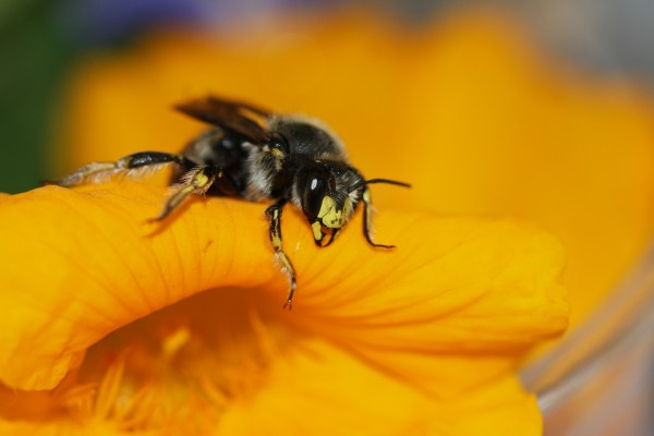 IMG_9602-European Wool-carder bee (Anthidium manicatum)
