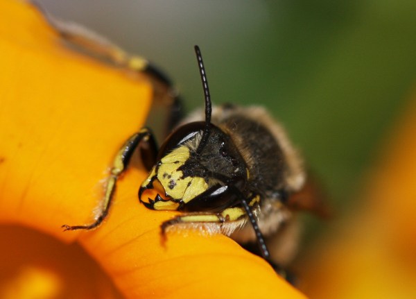 IMG_9604-European Wool-carder bee (Anthidium manicatum)
