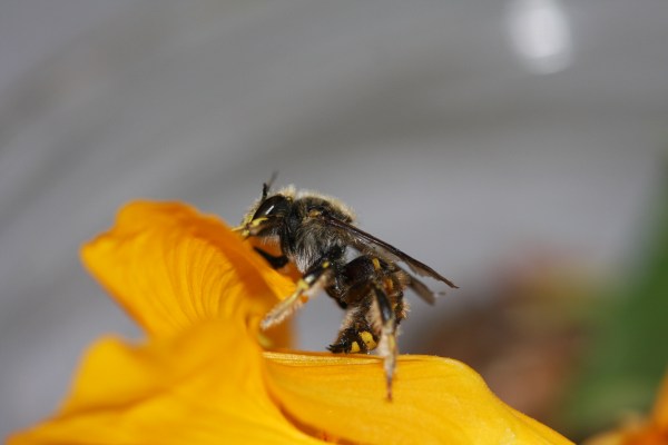 IMG_9605-European Wool-carder bee (Anthidium manicatum)