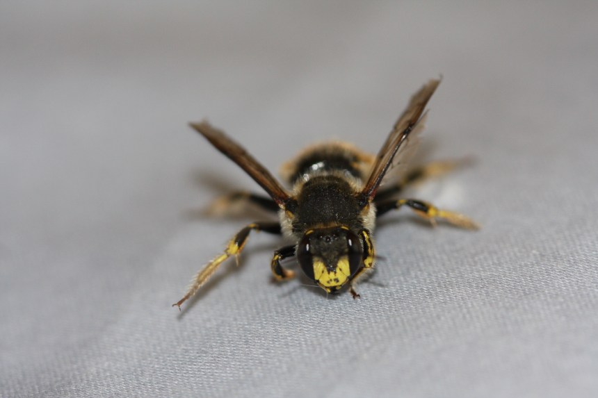 European Wool Carder bee (Anthidium manicatum)