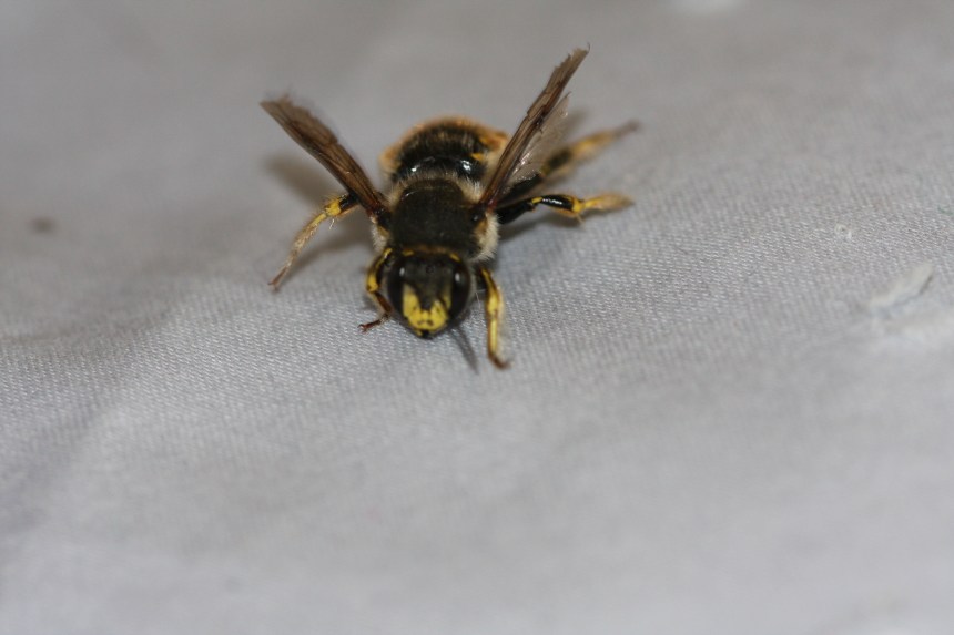 European Wool-carder bee (Anthidium manicatum)