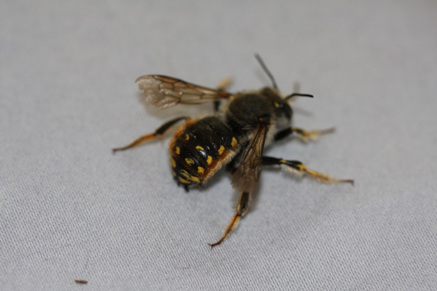 European Wool-carder bee (Anthidium manicatum)