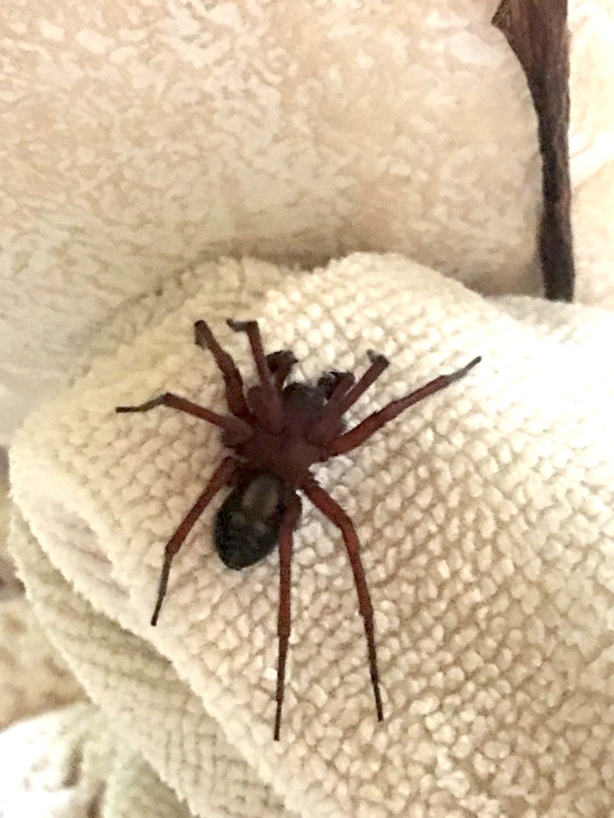 Hackelmesh Weaver Callobius.severus