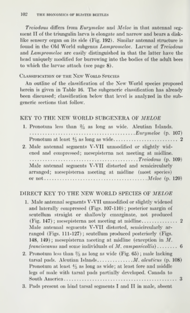 Key to New World Subgenera of Meloe