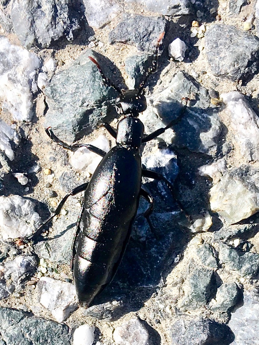 Meloe niger Black Meloe Blister Beetle