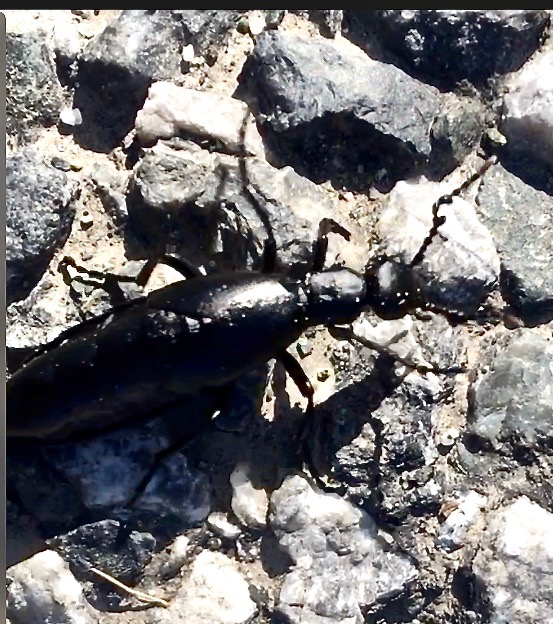 Meloe strigulosus (male)