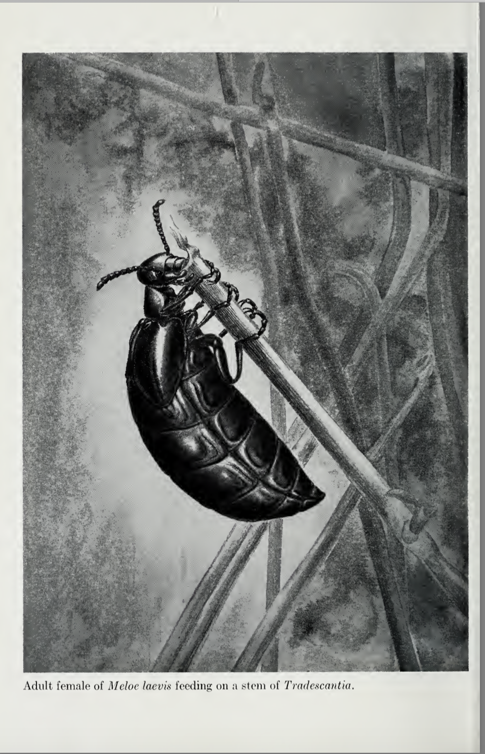 Screen Shot 2019-04-15 at 11.53.12 AM.png