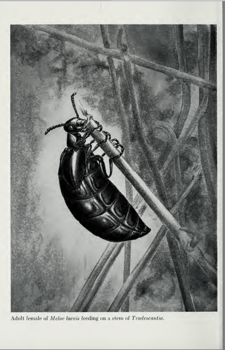 Screen Shot 2019-04-15 at 11.53.12 AM.png