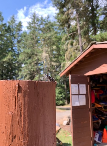 Monochamus scutellatus
Canoe Island
August 12, 2019
Photo by Chase Stoddard