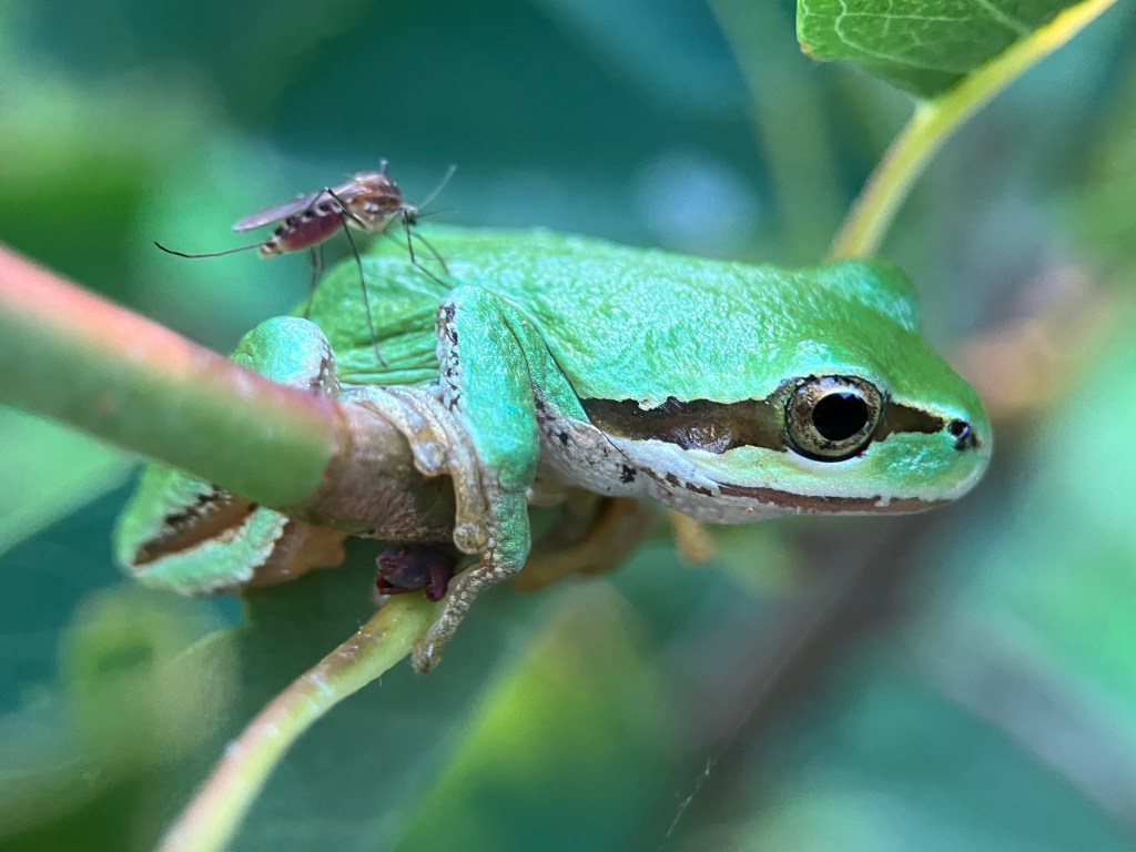 Culex territans, the Northern Frog Biting Mosquito