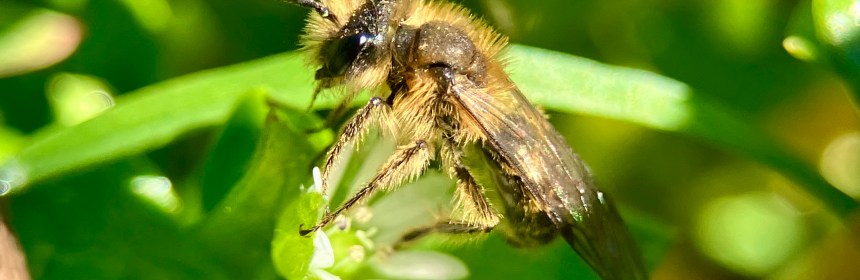 Mining Bee (Andrena sp)