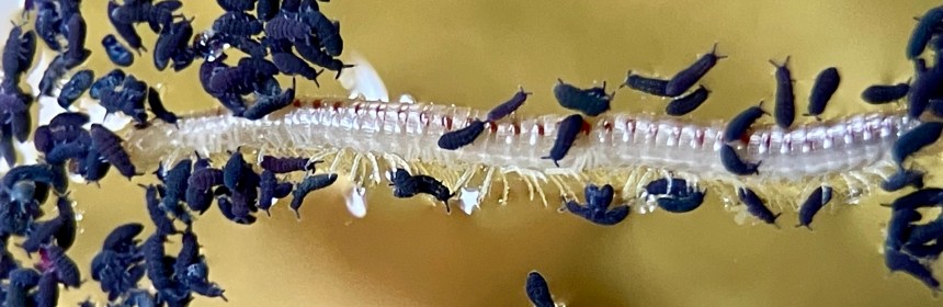 Tiny springtails (Hypogastrura sp.)
