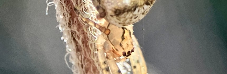 Metellina mimetoides