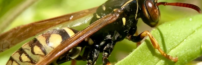 Polistes aurifer, a native paper wasp