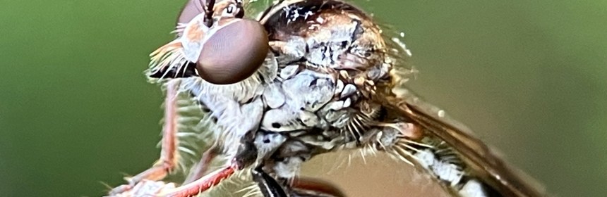 Robber Fly (Asilidae), Nicocles sp.