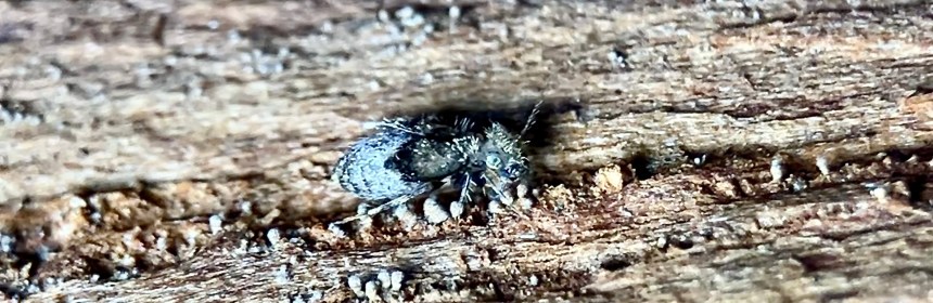 Pteroxanium kelloggi