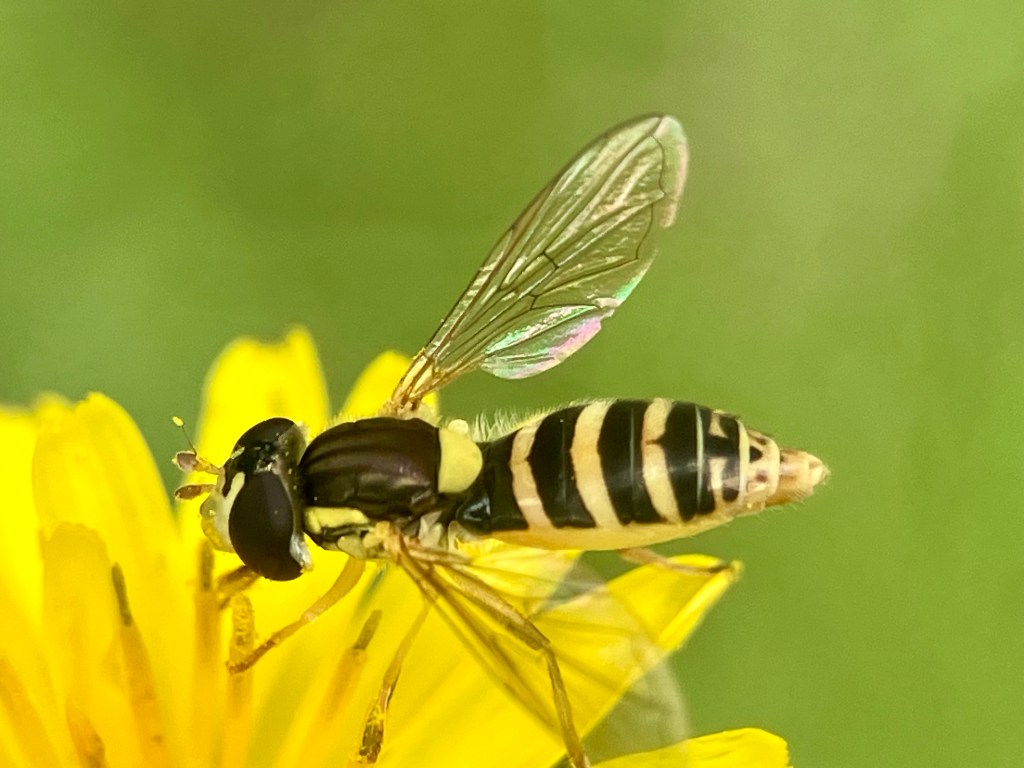 Forked Globetail (Sphaerophoria sulphuripes ), a Syrphid Fly https://www.bugguide.net/node/view/477067