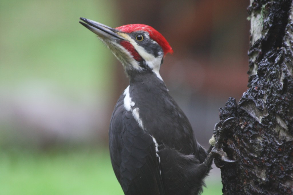 (Dryocopus pileatus) Pileated Woodpecker