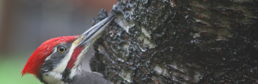 Pileated Woodpecker