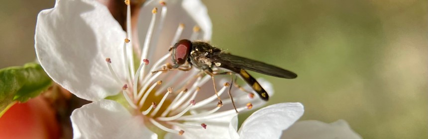 Melanostoma mellinum