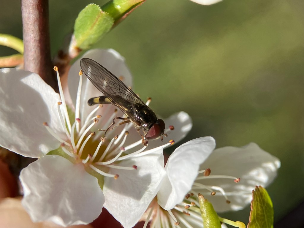 (Melanostoma mellinum) Variable Duskyface Fly