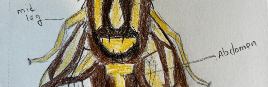 Drawing of an Anastrepha sp. fruit fly