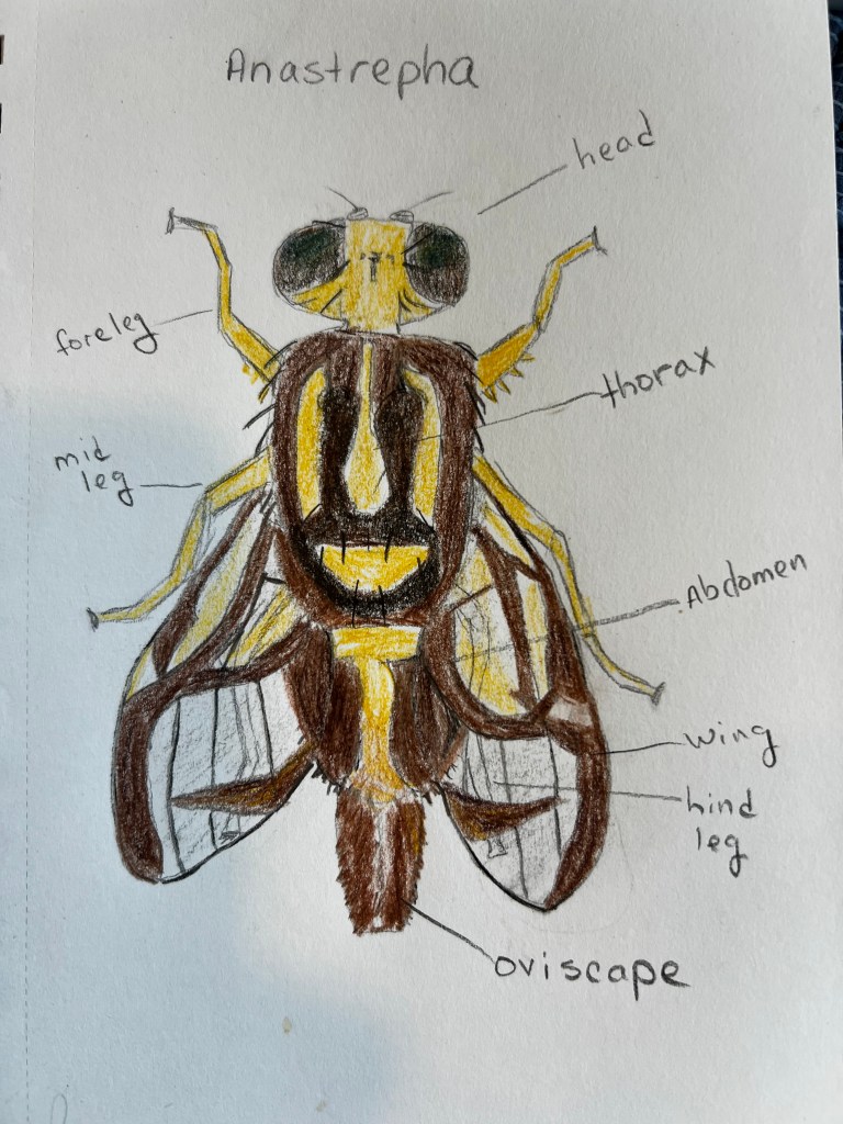 Drawing of an Anastrepha sp. fruit fly