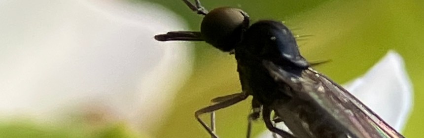 Iteaphila sp. Dance Fly