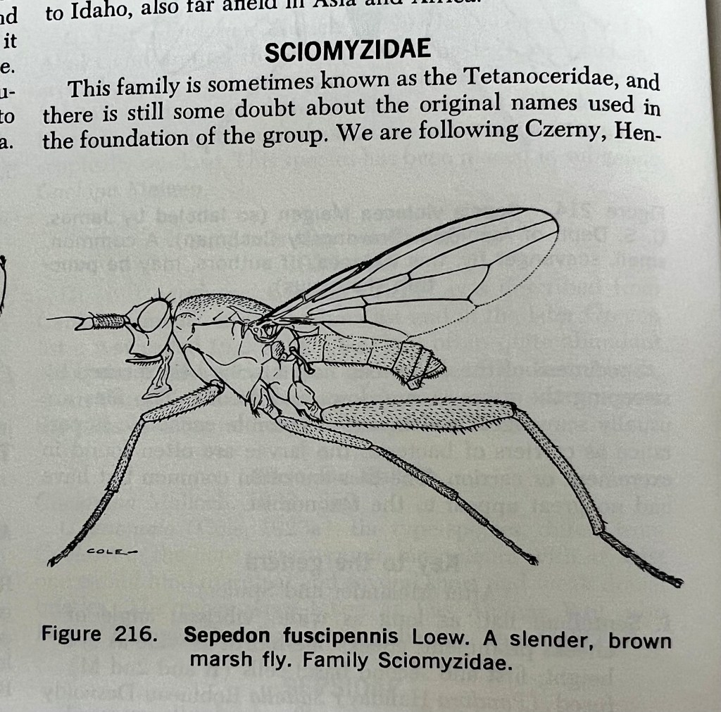 Images illustrating the larval and adult life stages of Sciomyzidae flies.