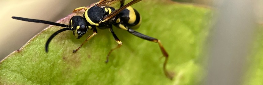 A spider wasp
